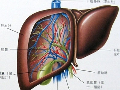 得肝纖維化怎麼辦