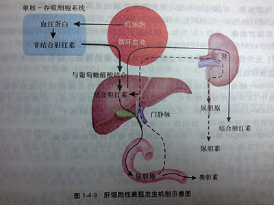 戊肝能治愈嗎