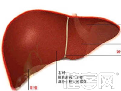 甲、乙、丙、丁、戊型肝炎之間有可能交叉免疫嗎？