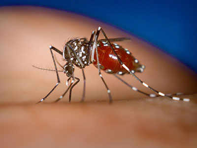蚊子吸血可以被傳染乙肝嗎?