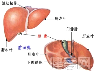 肝功能反復異常要警惕病情惡化