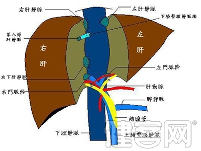 甲肝不積極治療會導致哪些具體危害呢