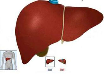 食欲不振是患上肝病的征兆嗎？