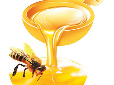 蜂蜜治療肝纖維化
