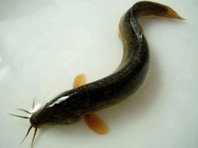 泥鳅應該怎麼吃才能養肝