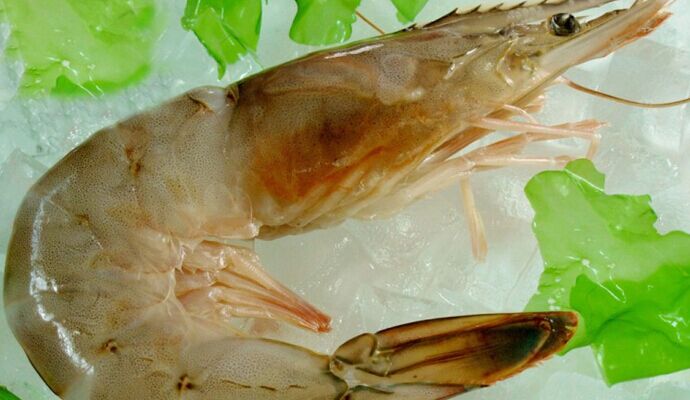 肝病患者多吃海蝦對身體好嗎