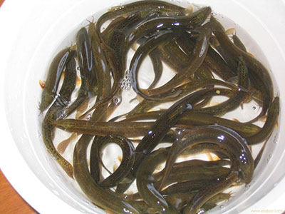 泥鳅怎麼吃才能養肝 揭秘泥鳅的養肝原理