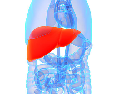 重視脂肪肝的預防和治療介紹