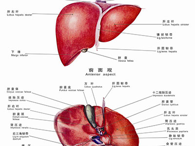 預防肝癌的方法有哪些呢?