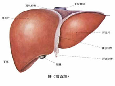 抽血查肝功能注意事項有哪些