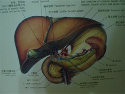 為了健康 請呵護肝髒