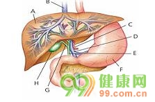 慢性肝病 症狀 自身調理