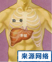 肝的位置 體積 病理性