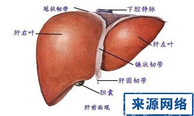 丙肝問答 丙型肝炎 丙肝傳染 丙肝病毒