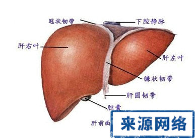 肝新聞 回顧肝 愛肝日