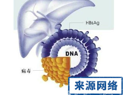 乙肝病毒 乙肝害人 乙肝病毒危害 乙肝病毒作用