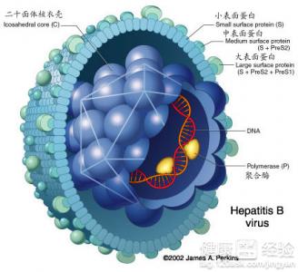 盤點乙肝的食療方法