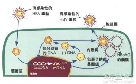 乙肝病毒的致病原因有哪些？