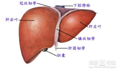 肝硬化的治療有6大科學方法