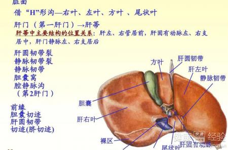 肝硬化並發症治療方式