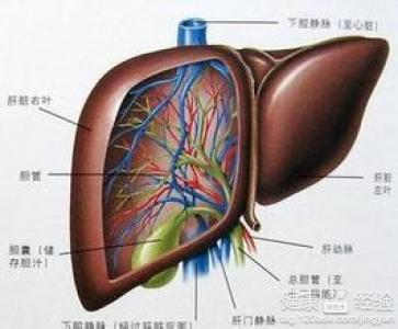 肝硬化有哪幾種類型