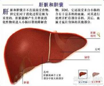 肝硬化疾病的食療方