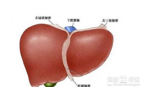 肝硬化要如何保養呢