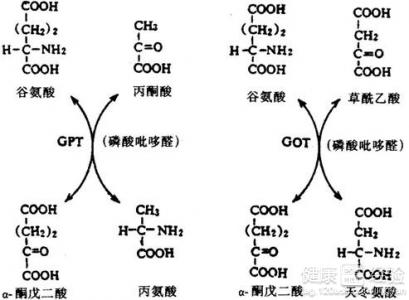 谷丙轉氨酶和谷草轉氨酶有什麼區別？