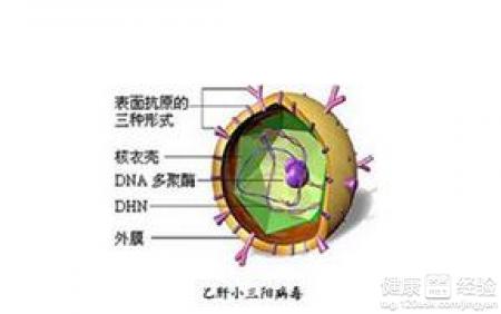 如何治療小三陽病毒