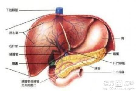 肝囊腫是由什麼引起的