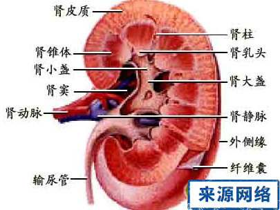 尿毒症 高血壓腎病 尿毒症治愈 腎功能衰竭 尿毒症食療