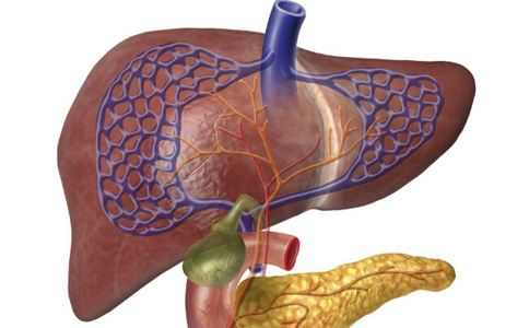 脂肪肝有什麼危害 脂肪肝有哪些危害 脂肪肝的病因