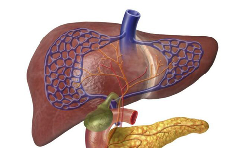如何正確認識脂肪肝 脂肪肝的治療方法 如何治療脂肪肝