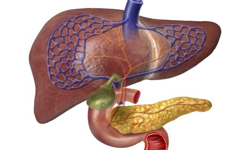 脂肪肝如何預防 預防脂肪肝的方法 脂肪肝的危害
