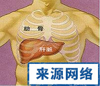 肝 肝的位置 病理性肝腫大