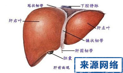 脂肪肝 脂肪肝表現 脂肪肝診斷