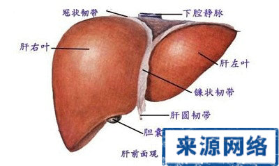 脂肪肝 脂肪肝預防 肝病 乙肝 肝炎