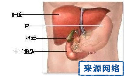 脂肪肝 肝病 肝細胞 脂肪肝危害