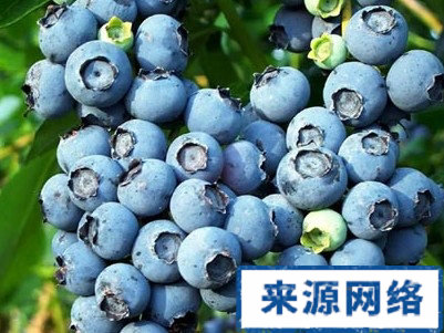脂肪肝預防 脂肪肝 藍莓 黑加侖 沙棘
